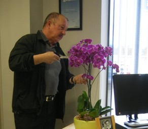 trimming an orchid table display